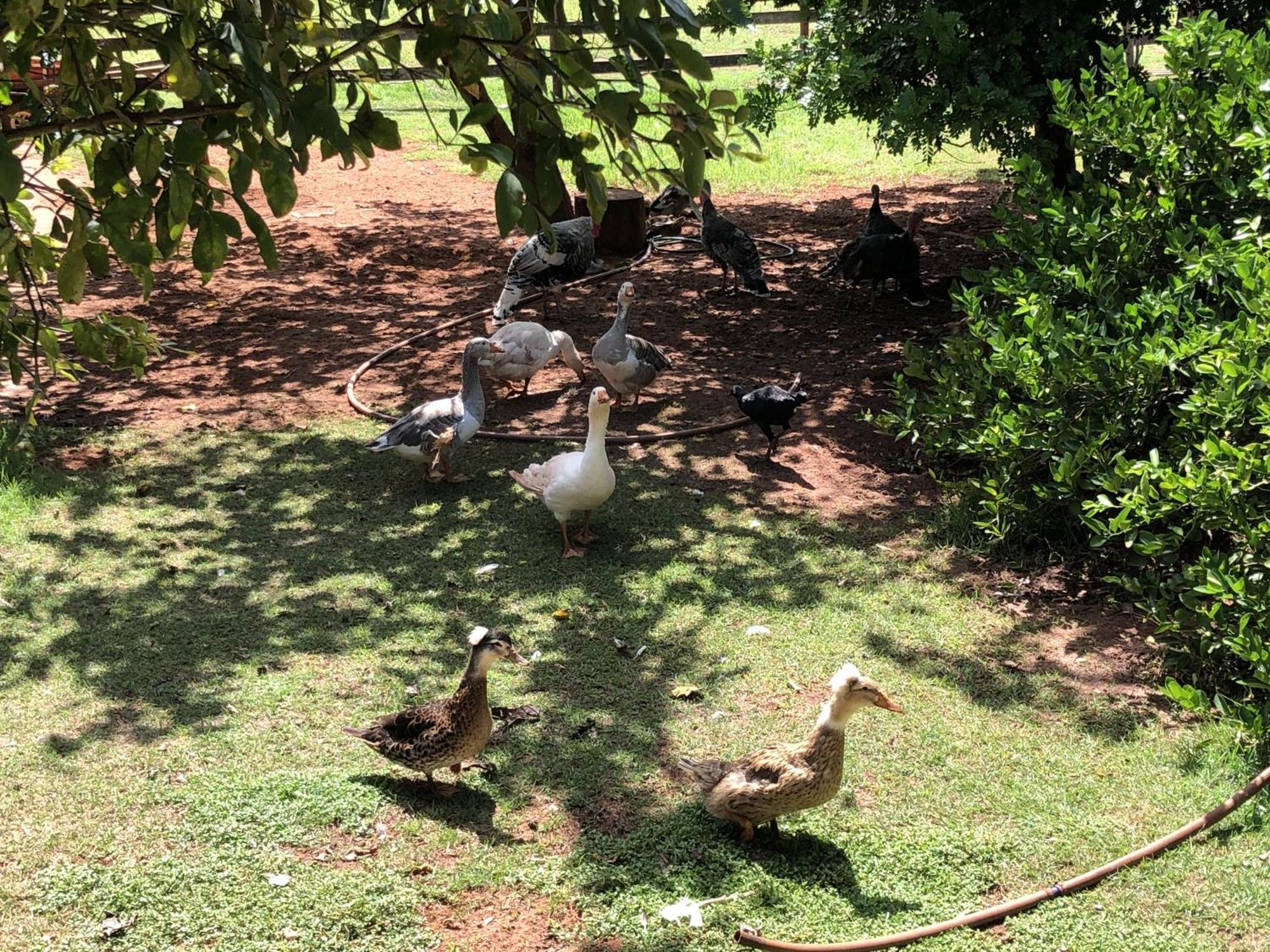 Hotel Fazenda Recanto Do Sossego Gloria de Dourados Exterior foto